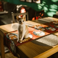 Kot siedzący na stole