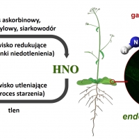 Schemat pokazujący powstawanie nowego gazotranmitera - endogennego HNO