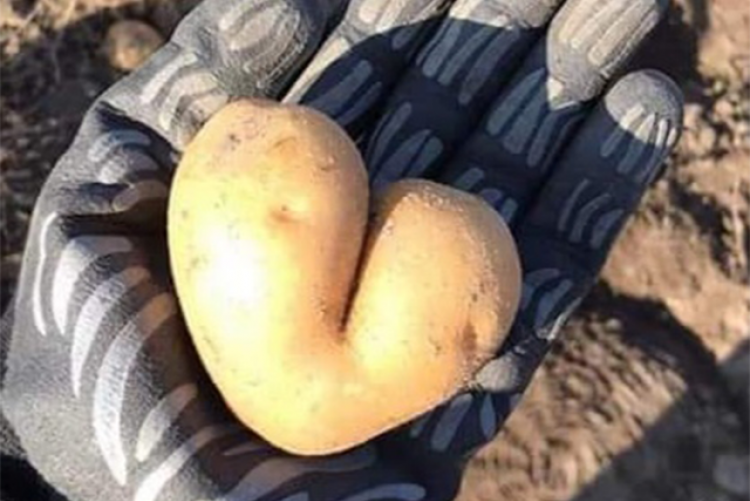ziemniak w kształcie serca, położony na dłoni w rękawiczce 