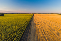 zdjęcie przedstawiające z prawej strony pole kukurydzy, z lewej strony pole z żytem