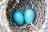 dwa niebieskie jajka w gnieździe 